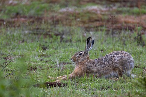 When brown hares (Lepus europaeus) finish a rest undisturbed, they usually stretch their limbs