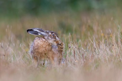 A brown hare (Lepus europaeus) uses its teeth to groom the paws of its hind legs, Germany