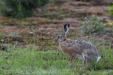 A brown hare (Lepus europaeus) on the renaturalised area of a former gravel pit, Germany