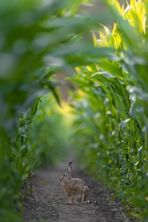 One of at least 4 different brown hares (Lepus europaeus) that regularly appear in front of my
