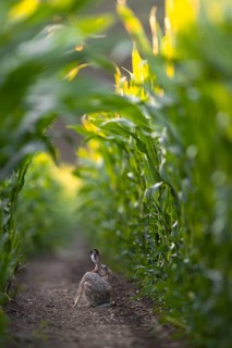 All the brown hares (Lepus europaeus) observed in the maize field made a very relaxed impression,