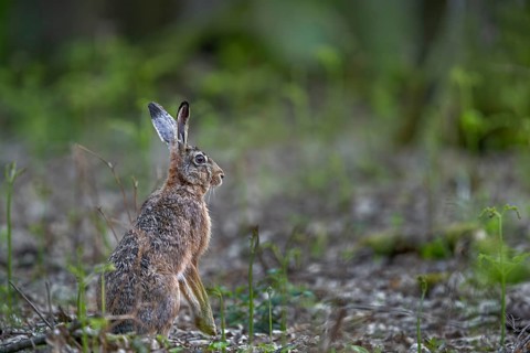 One of the rare encounters with a brown hare (Lepus europaeus) in the forest at photo distance,