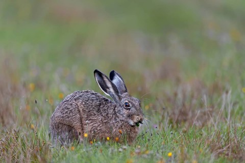 If you are photographing less shy brown hares (Lepus europaeus), you should nevertheless adopt a