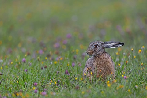In the late evening, more and more brown hares (Lepus europaeus) appear on the wildflower meadow to