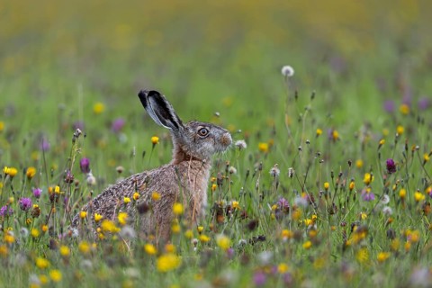 The wildflower meadow offers this brown hare (Lepus europaeus) a rich food supply, Germany