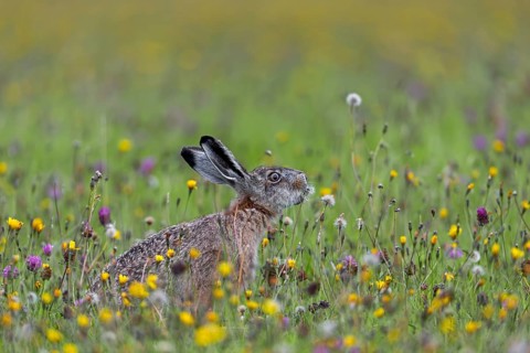 The brown hare (Lepus europaeus) does not disdain the seeds of this dandelion either, Germany