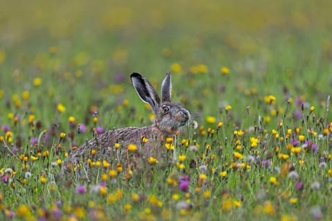 If the brown hare (Lepus europaeus) has the opportunity to choose between different plants in a