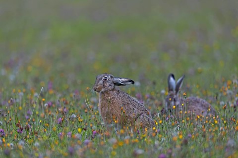 Brown hares (Lepus europaeus) regularly interrupt their feeding and when they feel undisturbed,