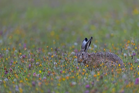 A photo that brings a lot of joy, a hare (Lepus europaeus) among a multitude of colourful flowers