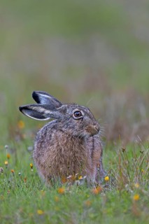 This year's brown hare (Lepus europaeus) is relaxing in front of the photographer sitting in the