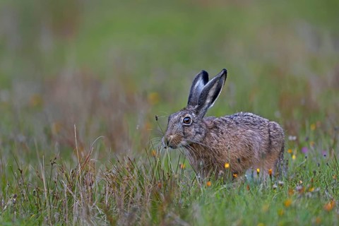 If the photographer does not disturb the hares (Lepus europaeus), natural behaviour can also be
