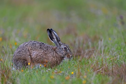 On the North Sea coast you can always find places with relatively familiar brown hares (Lepus