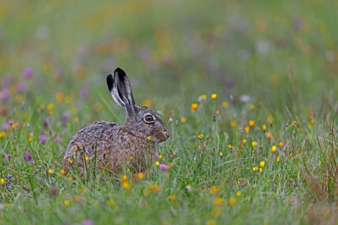 This year's brown hare (Lepus europaeus) on a wildflower meadow on the North Sea coast, Germany