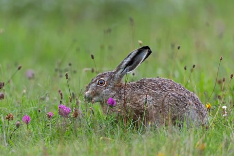 Brown hares (Lepus europaeus) find a rich food supply in wildflower meadows, Germany