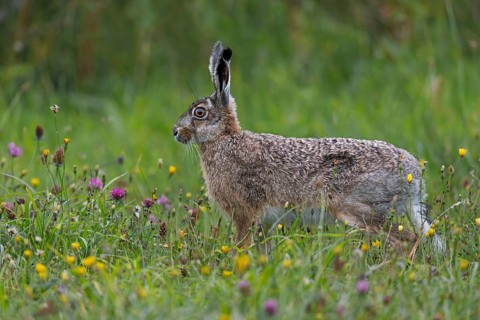 More and more wildflower meadows can be found on the North Sea coast, which are popular with brown