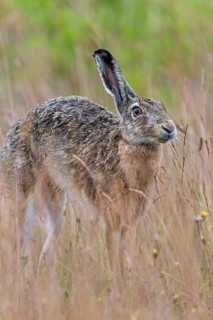 Brown hares (Lepus europaeus) often take breaks to stretch while foraging, Germany