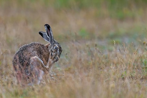 Grooming is vital for the brown hare (Lepus europaeus), Germany