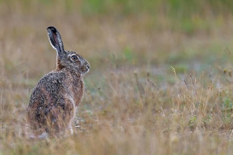 A relaxed brown hare (Lepus europaeus), Germany