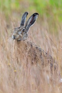A European hare (Lepus europaeus) forages for ears of grass, Germany