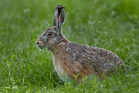 The gaze of the brown hare (Lepus europaeus) signals maximum tension, Germany