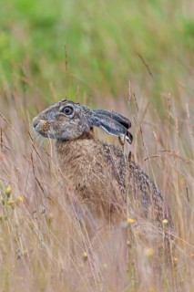 The fur of the brown hare (Lepus europaeus) resembles the colour of dried grasses and provides
