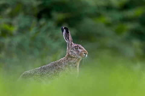 The European hare (Lepus europaeus) stretches its head suspiciously over the grass, Germany