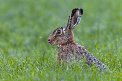 Brown hares (Lepus europaeus) lie motionless on the ground when threatened and only take flight at