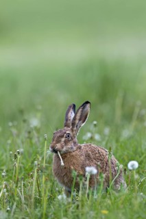 European hare (Lepus europaeus) eating dandelion, Germany