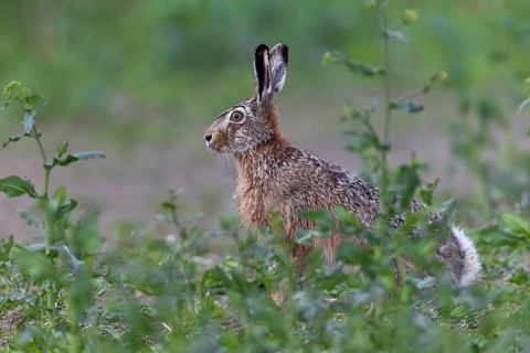 European hare (Lepus europaeus) in a rape field near the North Sea coast, Germany