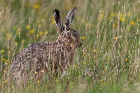 European hare (Lepus europaeus) near the North Sea coast, Germany