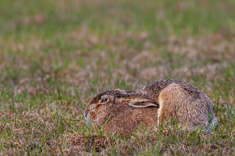 A brown hare (Lepus europaeus) resting in a meadow, Germany