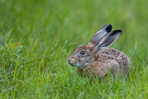 European hare (Lepus europaeus) in its first year of life, young hare, Germany