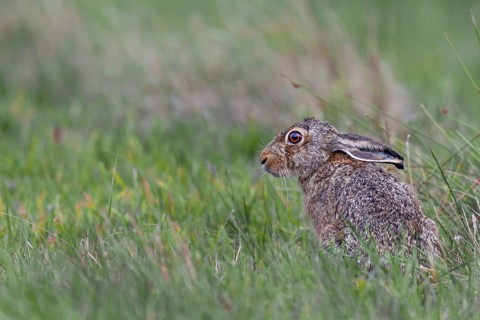 The laid-back ears signalise that the brown hare (Lepus europaeus) is about to press into the grass