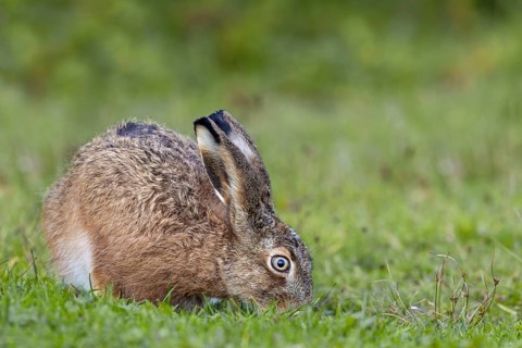 This year's brown hare (Lepus europaeus) searches for food in a natural car park near the North Sea
