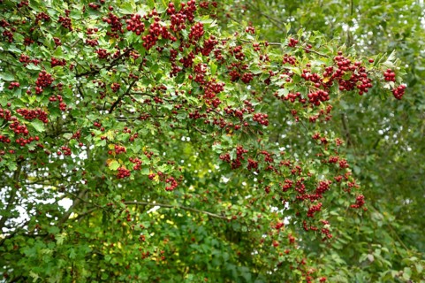 Dark red fruits of hawthorn (Crataegus), Bavaria, Germany
