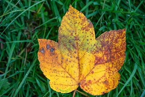Fallen, autumnal maple leaf (Acer), Franconia, Bavaria, Germany