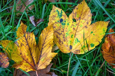 Fallen, autumnal maple leaves (Acer), Franconia, Bavaria, Germany