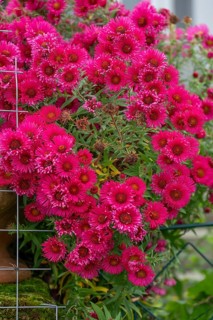 Red flowering autumn asters (Symphyotrichum), Franconia, Bavaria, Germany