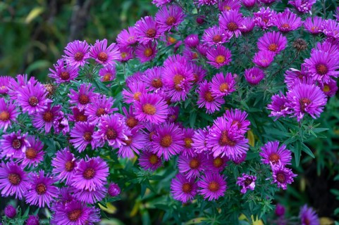 Flowering autumn asters (Symphyotrichum), Franconia, Bavaria, Germany