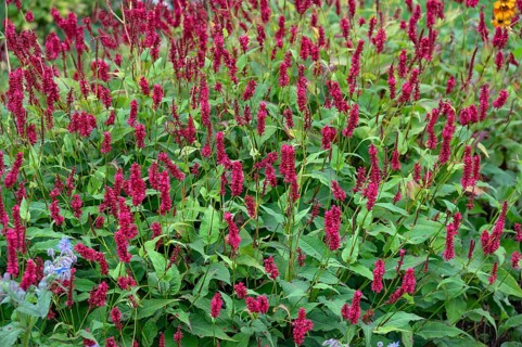 Candle knotweed (Bistorta amplexicaulis), Franconia, Bavaria, Germany