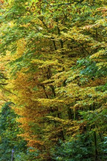 Autumnal beech trees (Fagus), Franconia, Bavaria, Germany