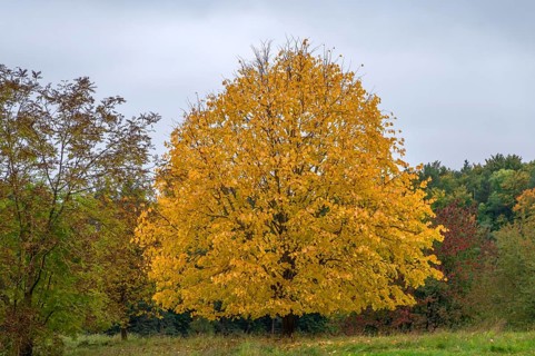 Autumn coloured lime tree (Tilia), Franconia, Bavaria, Germany