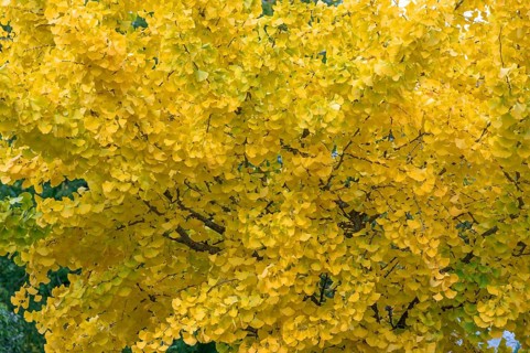 Yellow, autumn-coloured leaves from the ginkgo tree (ginkgo biloba), Franconia, Bavaria, Germany