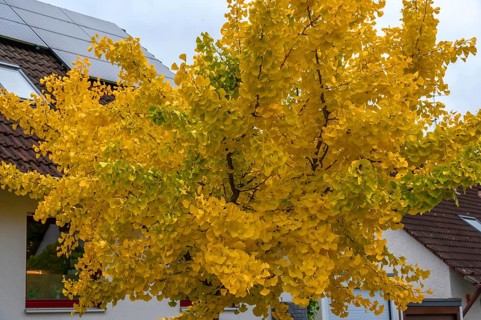 Yellow, autumn-coloured ginkgo tree (ginkgo biloba), Franconia, Bavaria, Germany