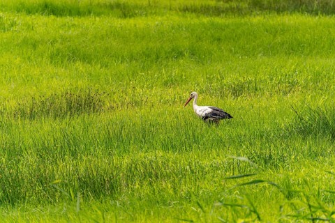 Stork in the Spreewald near Lübbenau/Spreewald, Brandenburg, Germany