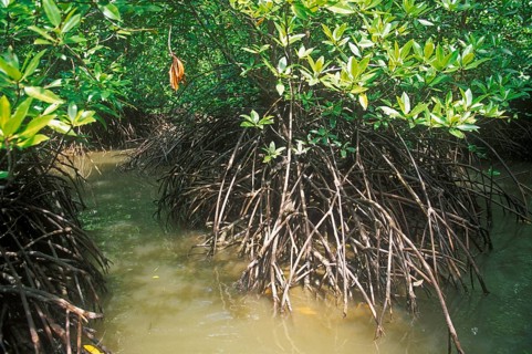 Mangrove jungle near Krabbi, two years in front of the tsunami, Thailand, December 2002, vintage,