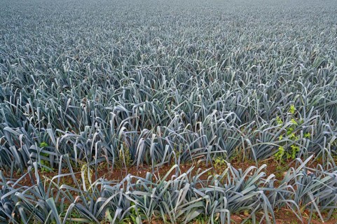 Leek cultivation (Allium ampeloprasum) in Knoblauchsland, vegetable growing area, Nuremberg, Middle