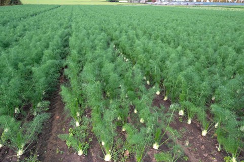 Fennel cultivation (Foeniculum vulgare) in Knoblauchsland, vegetable growing area, Nuremberg,