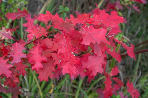 Leaves of the red oak, (Prunus domestica subsp. domestica), Bavaria, Germany