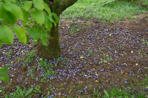 Fallen fruit, fallen plums (Prunus domestica subsp. domestica) under the tree, Kirchrüsselbach,